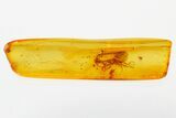 Fossil Mite (Anystoidea?) & Partial Caddisfly in Baltic Amber #278779-1